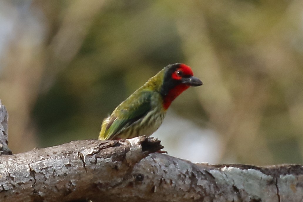 Coppersmith Barbet (Javan Red-faced) - Douglas Faulder