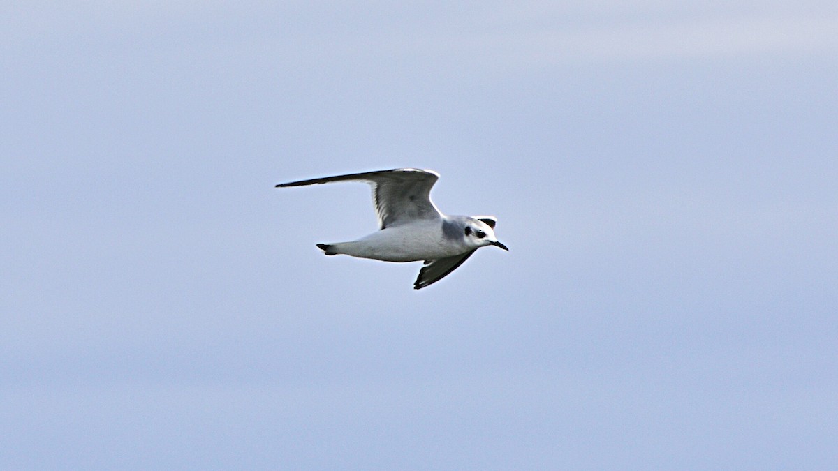 Little Gull - ML613814053