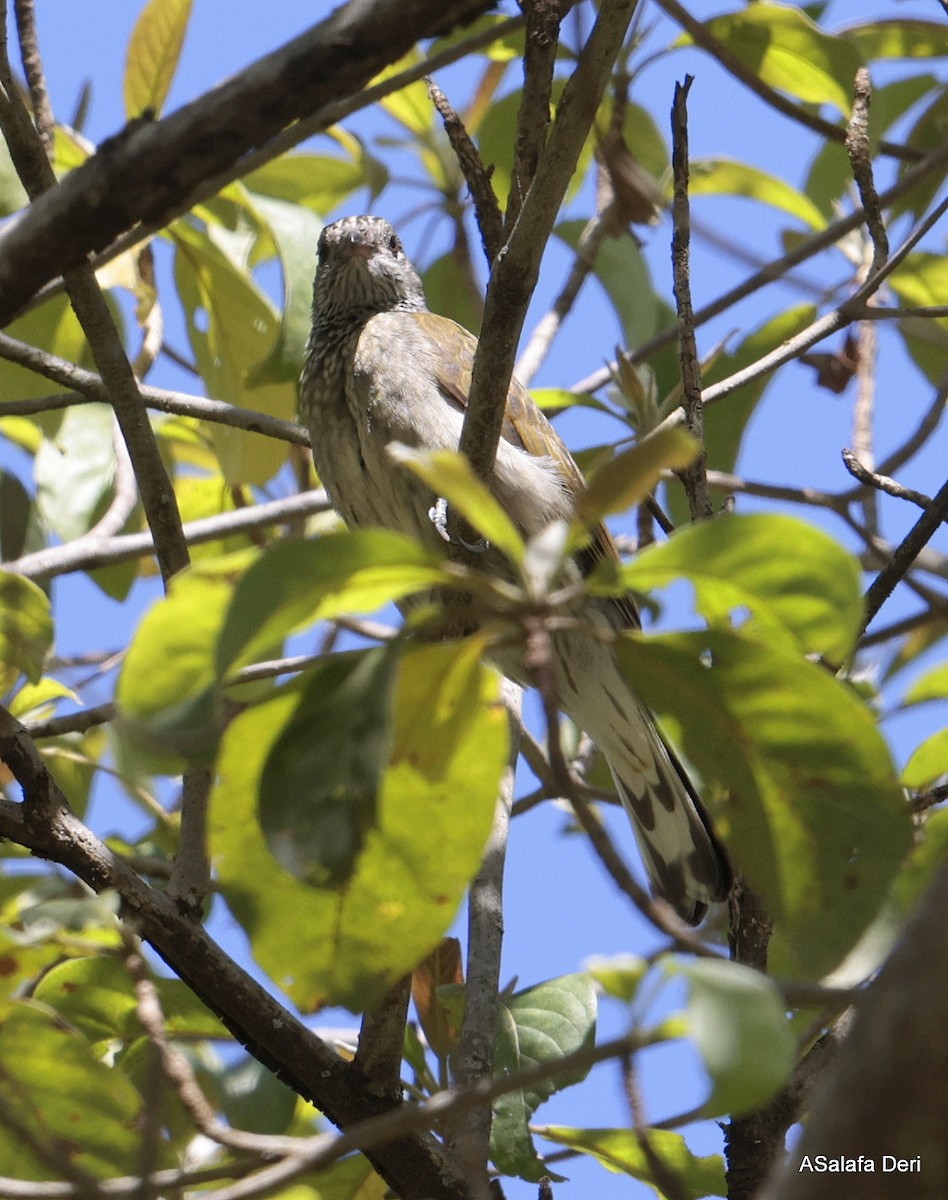 Scaly-throated Honeyguide - ML613814076