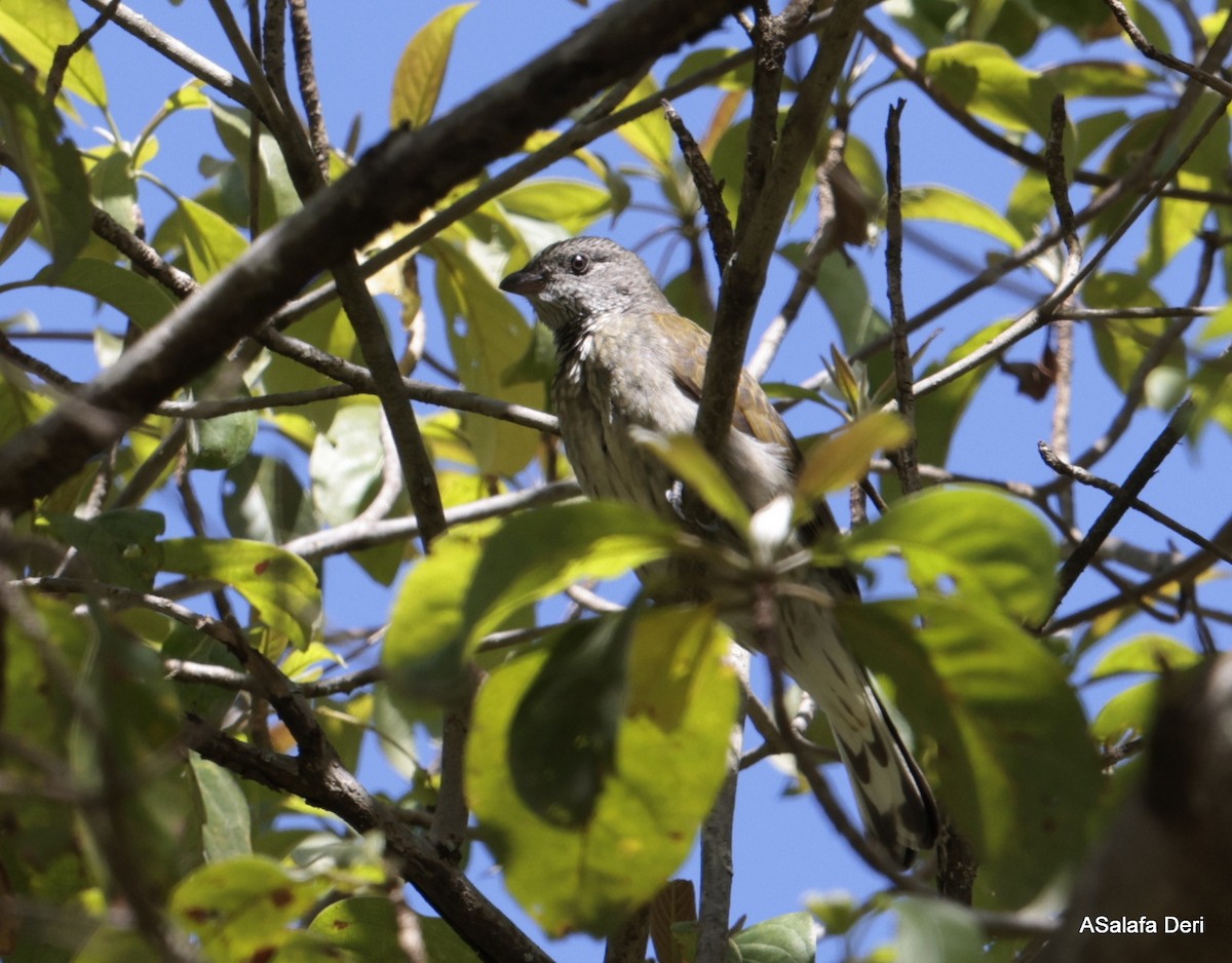 Scaly-throated Honeyguide - ML613814077