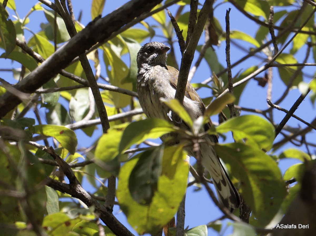 Scaly-throated Honeyguide - ML613814078