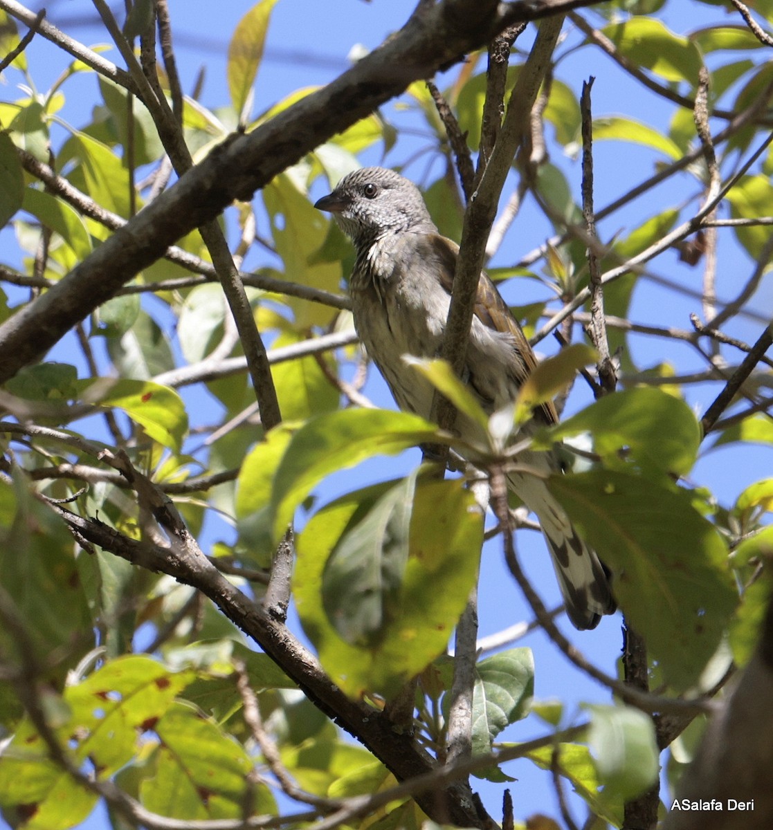 Scaly-throated Honeyguide - ML613814079