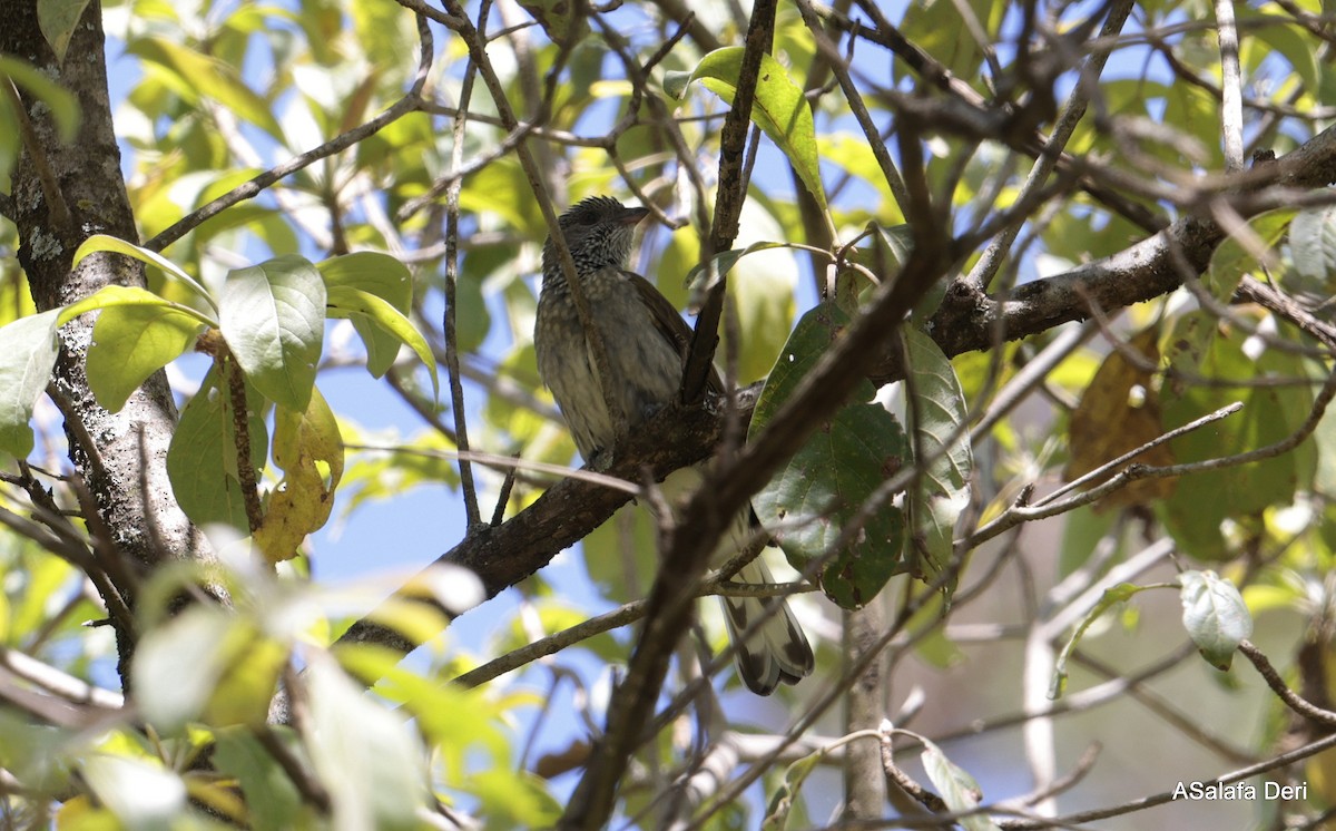 Scaly-throated Honeyguide - ML613814084