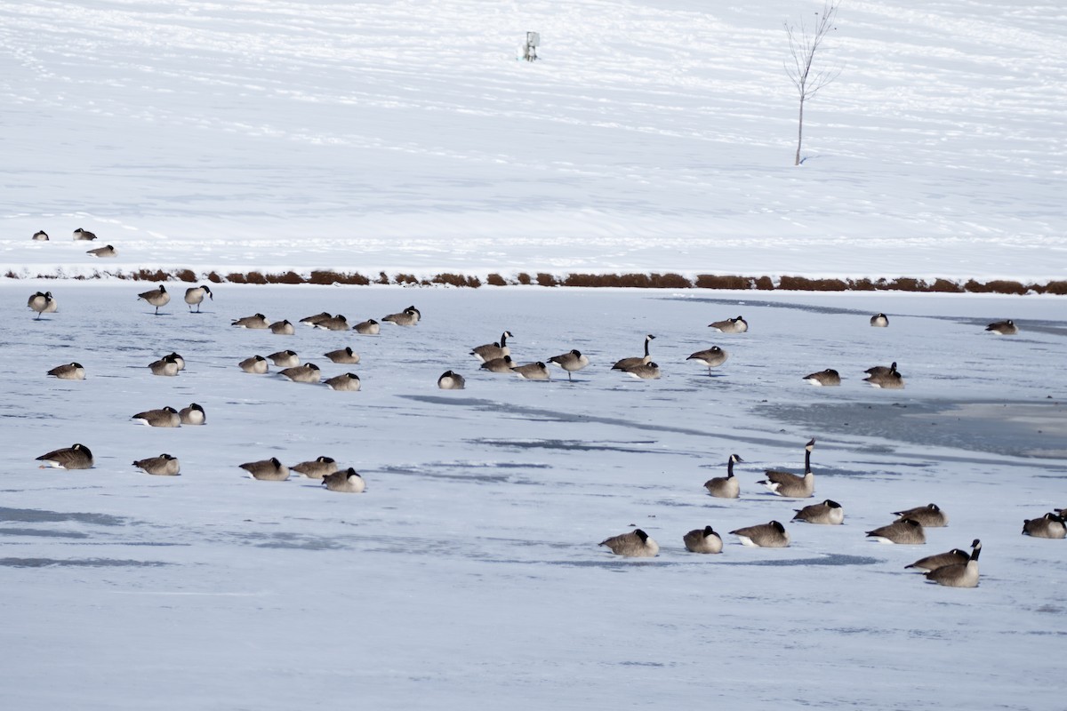 Canada Goose - ML613814088