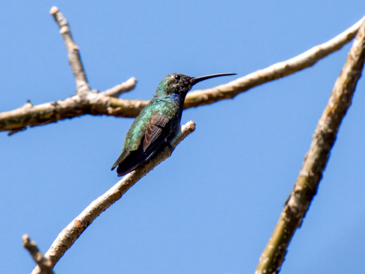 Blue-vented Hummingbird - ML613814174