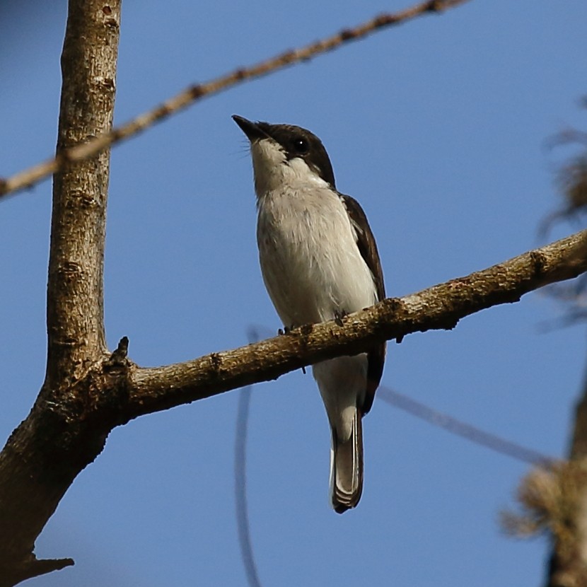 Black-winged Flycatcher-shrike - ML613814250