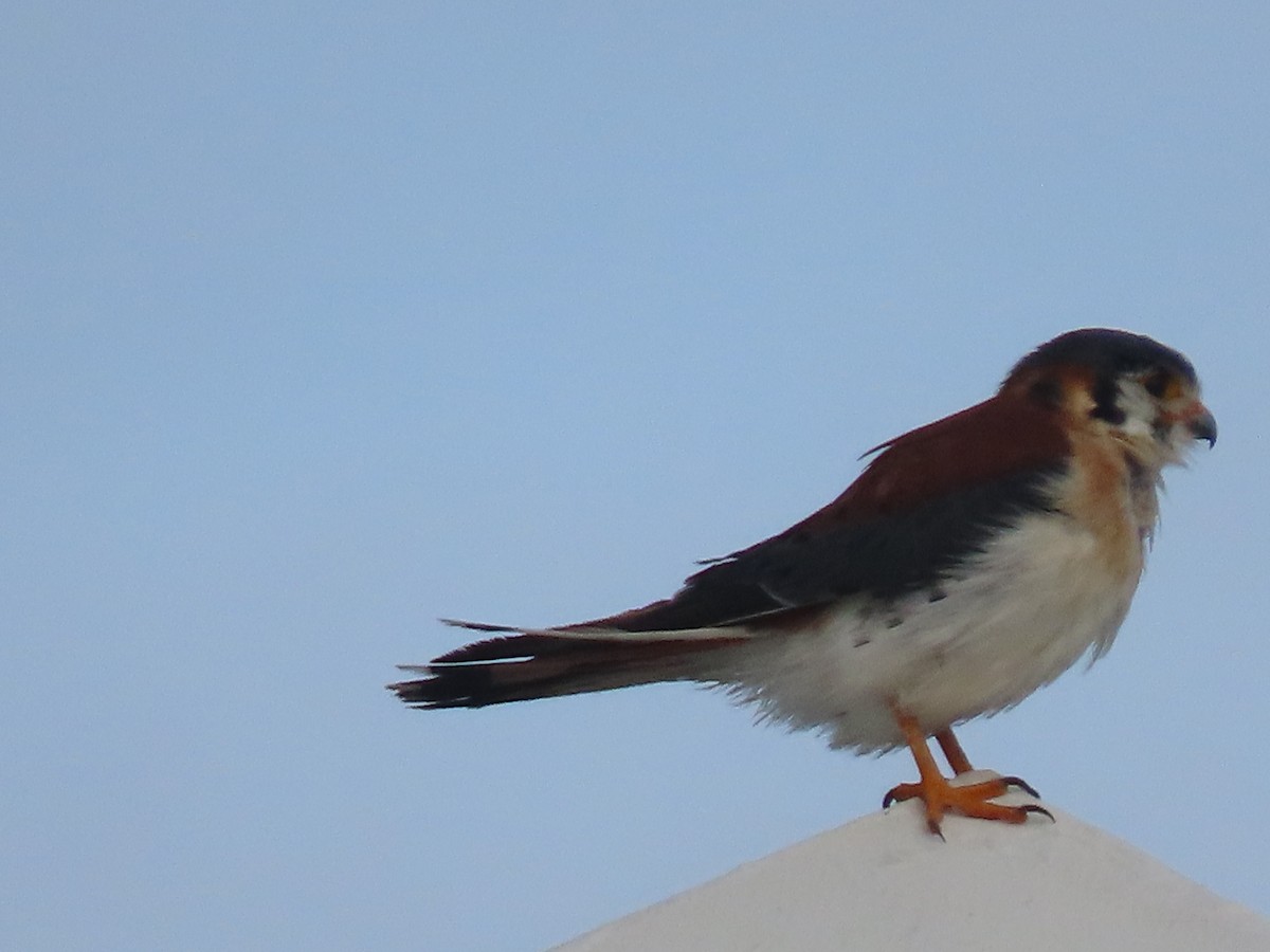 American Kestrel - ML613814258