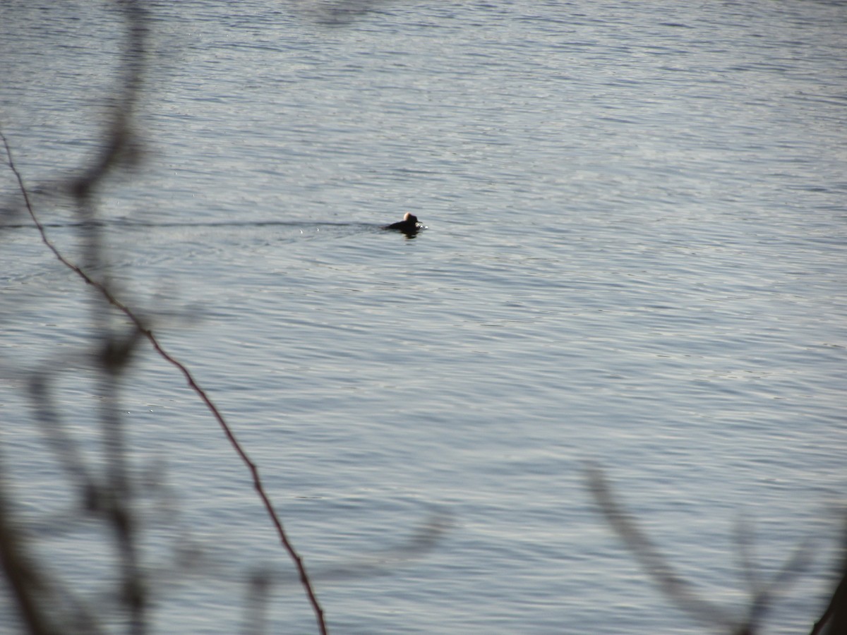 Hooded Merganser - ML613814279