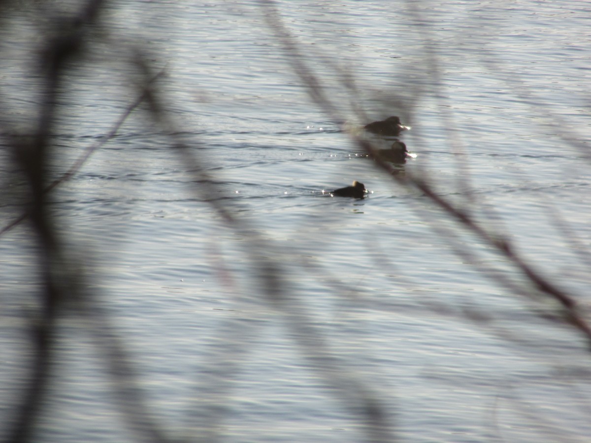 Hooded Merganser - ML613814280