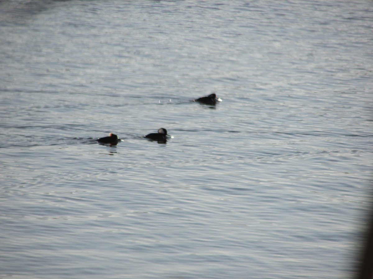 Hooded Merganser - Joe Kerwin