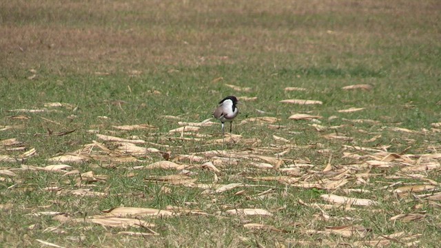 River Lapwing - ML613814309