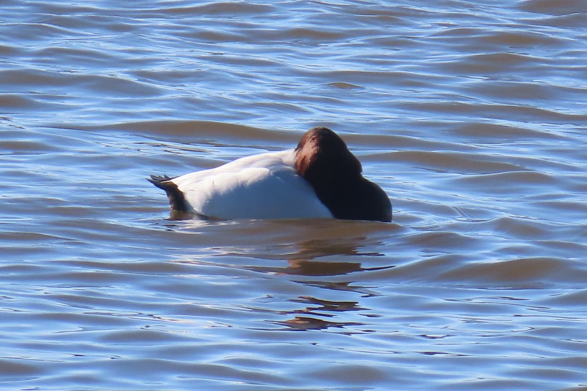 Canvasback - ML613814352