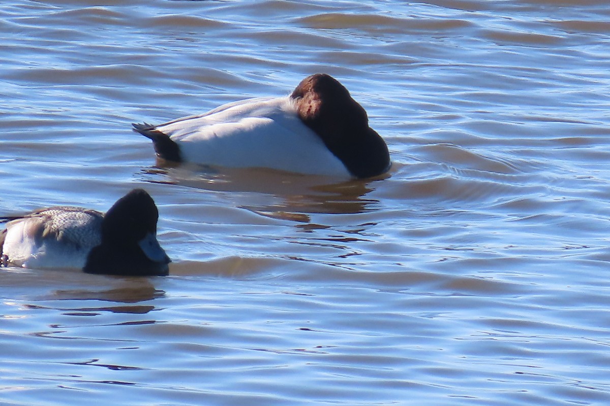 Canvasback - ML613814382