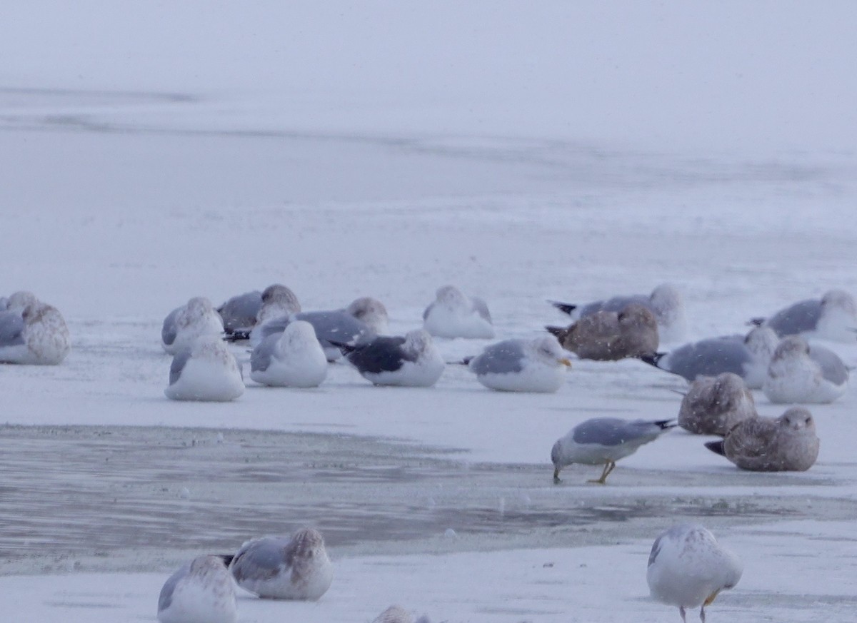 Lesser Black-backed Gull - ML613814385