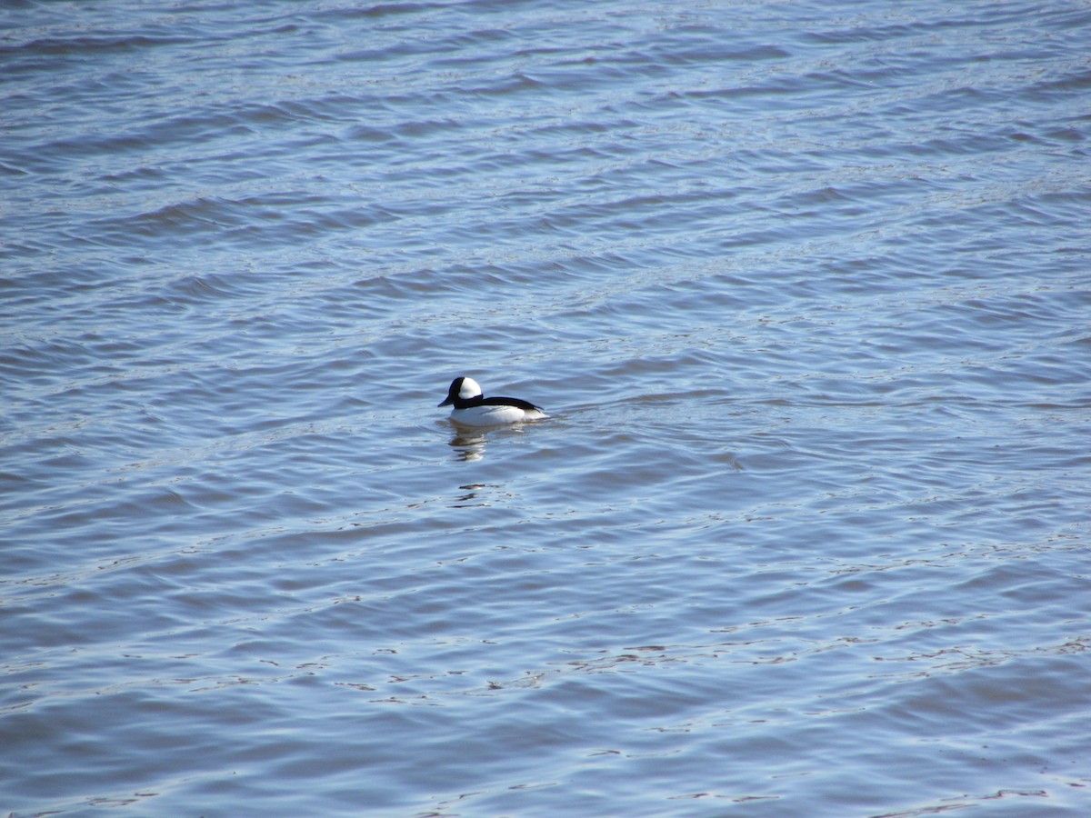 Bufflehead - ML613814386