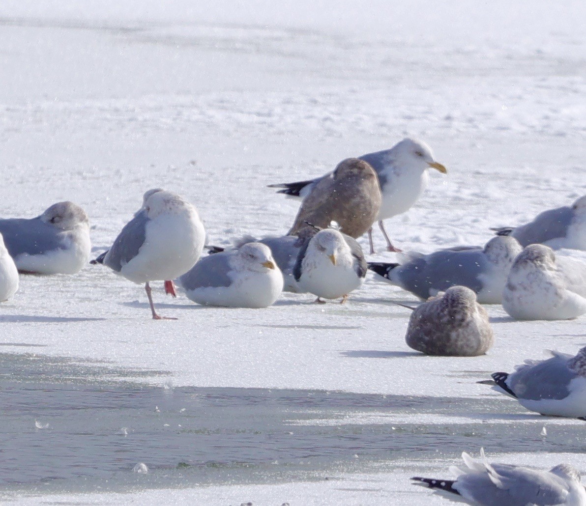 Lesser Black-backed Gull - ML613814403