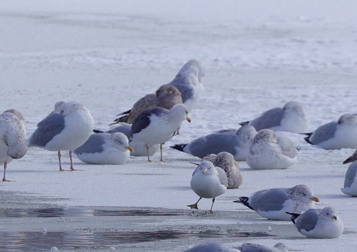 Lesser Black-backed Gull - Jeremy Pete