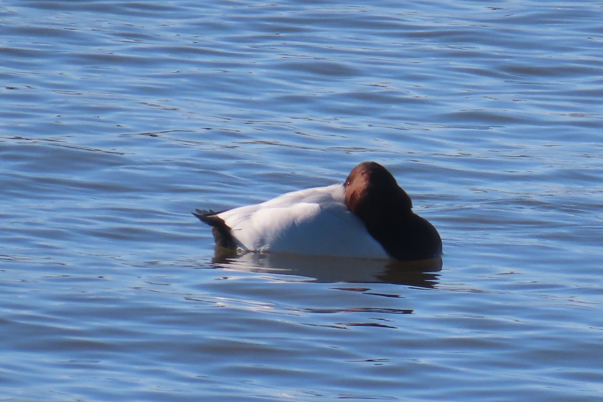 Canvasback - ML613814426