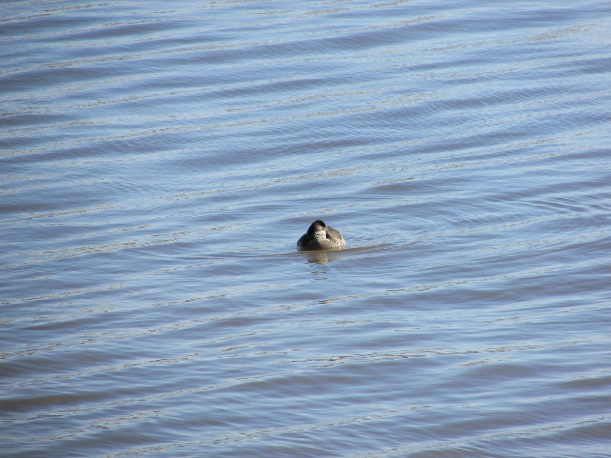 Pato sp. - ML613814429