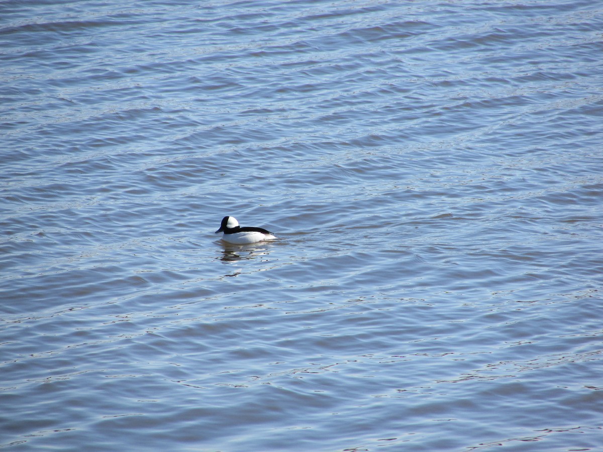 Bufflehead - ML613814437