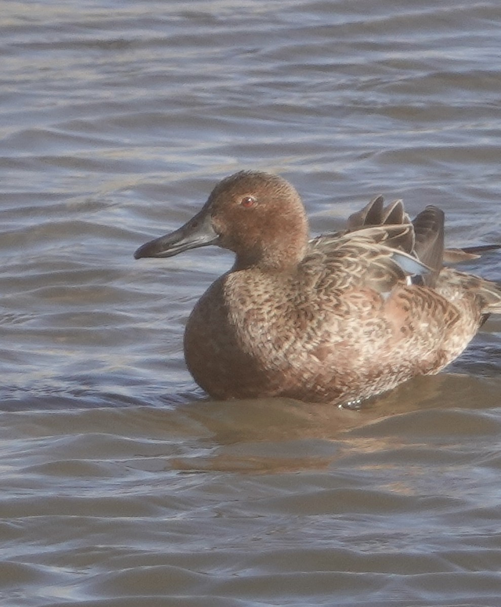 Cinnamon Teal - ML613814438