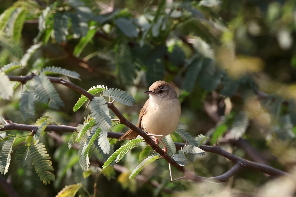 Rufous-fronted Prinia - ML613814442