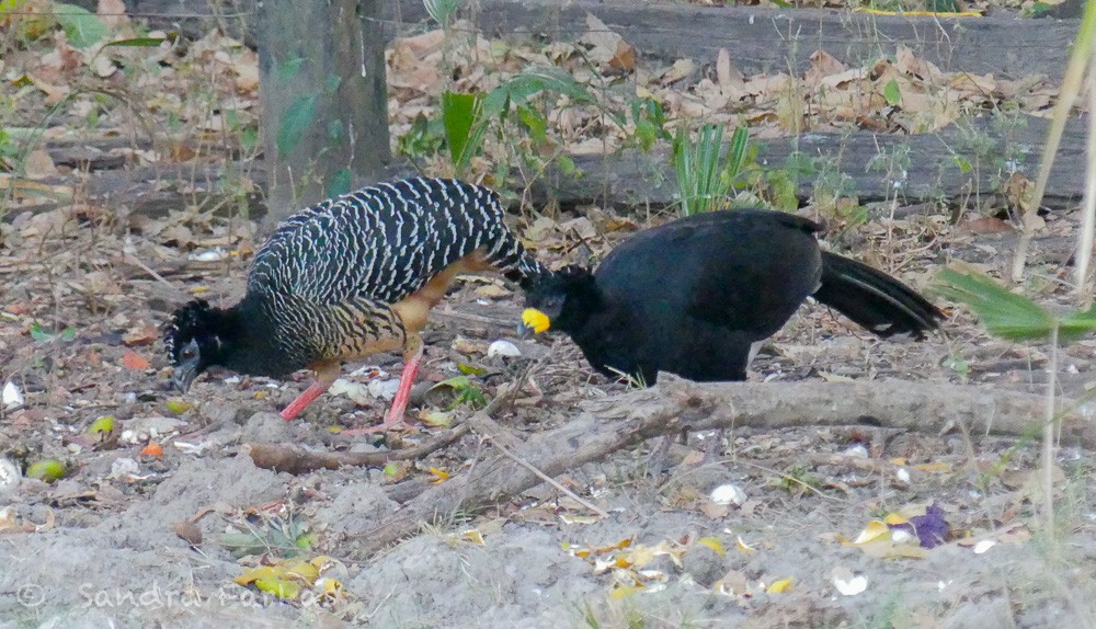Bare-faced Curassow - ML613814464