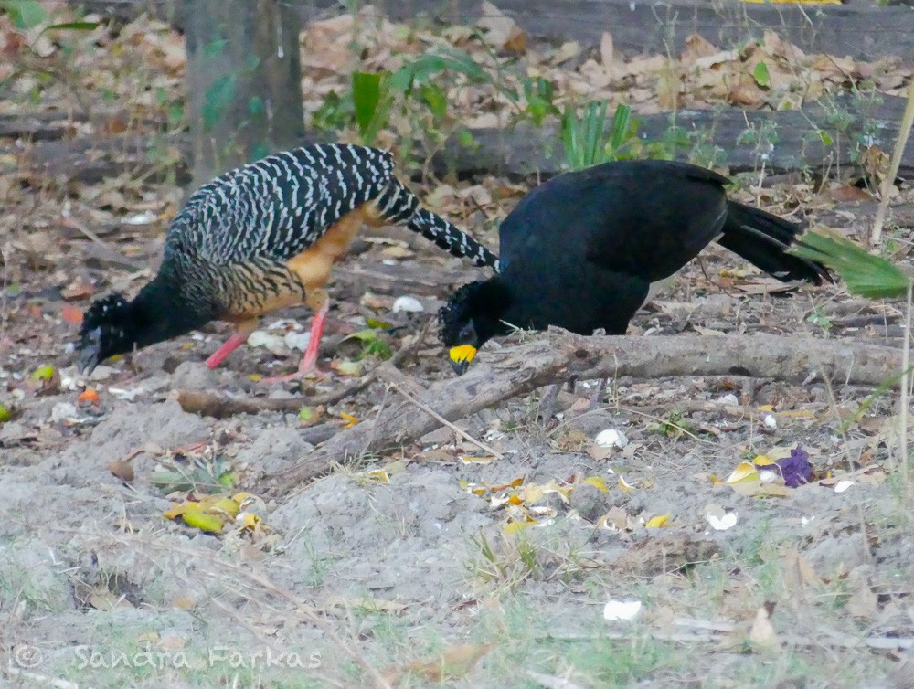 Bare-faced Curassow - ML613814465