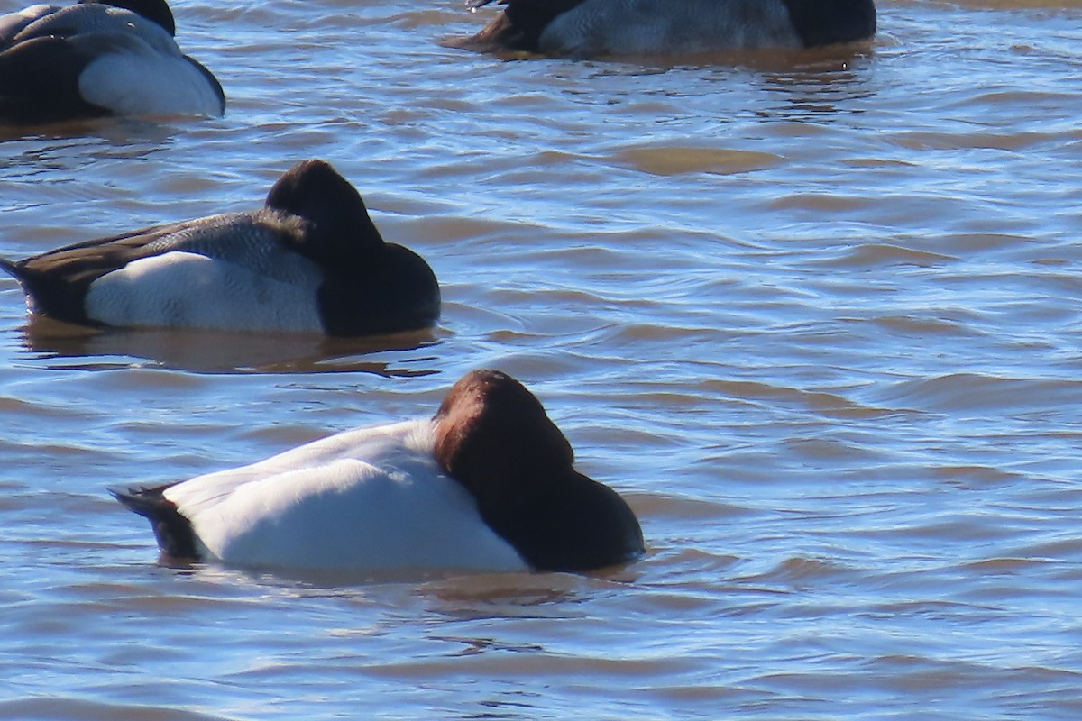 Canvasback - ML613814485