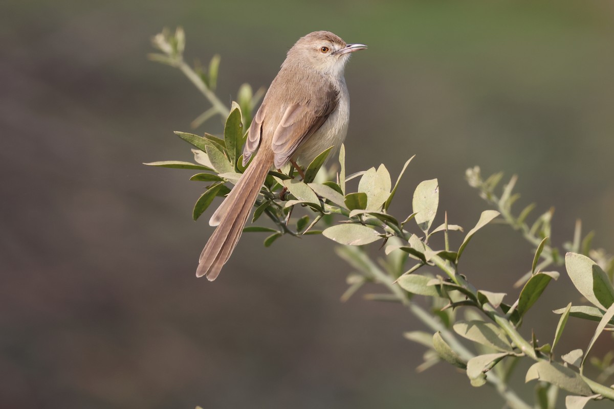 Plain Prinia - ML613814548