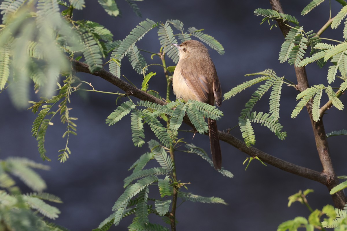 Plain Prinia - ML613814549