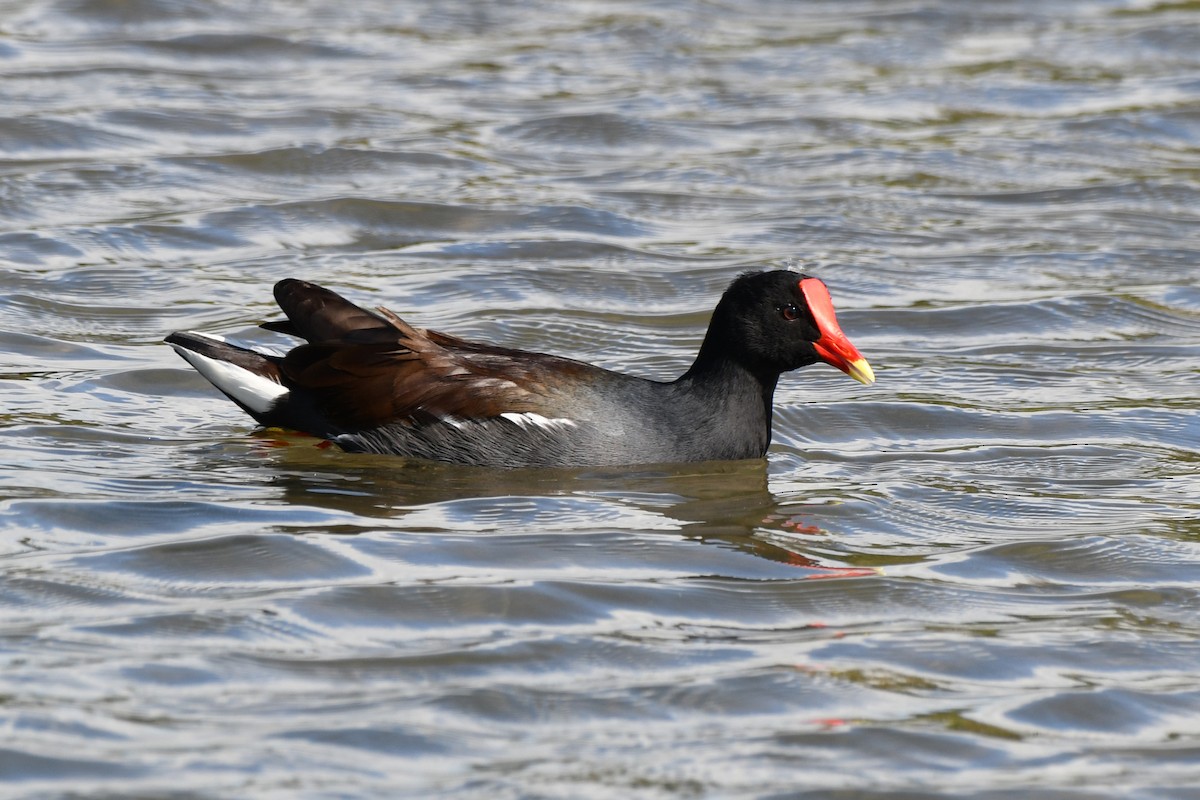 Common Gallinule - ML613814577