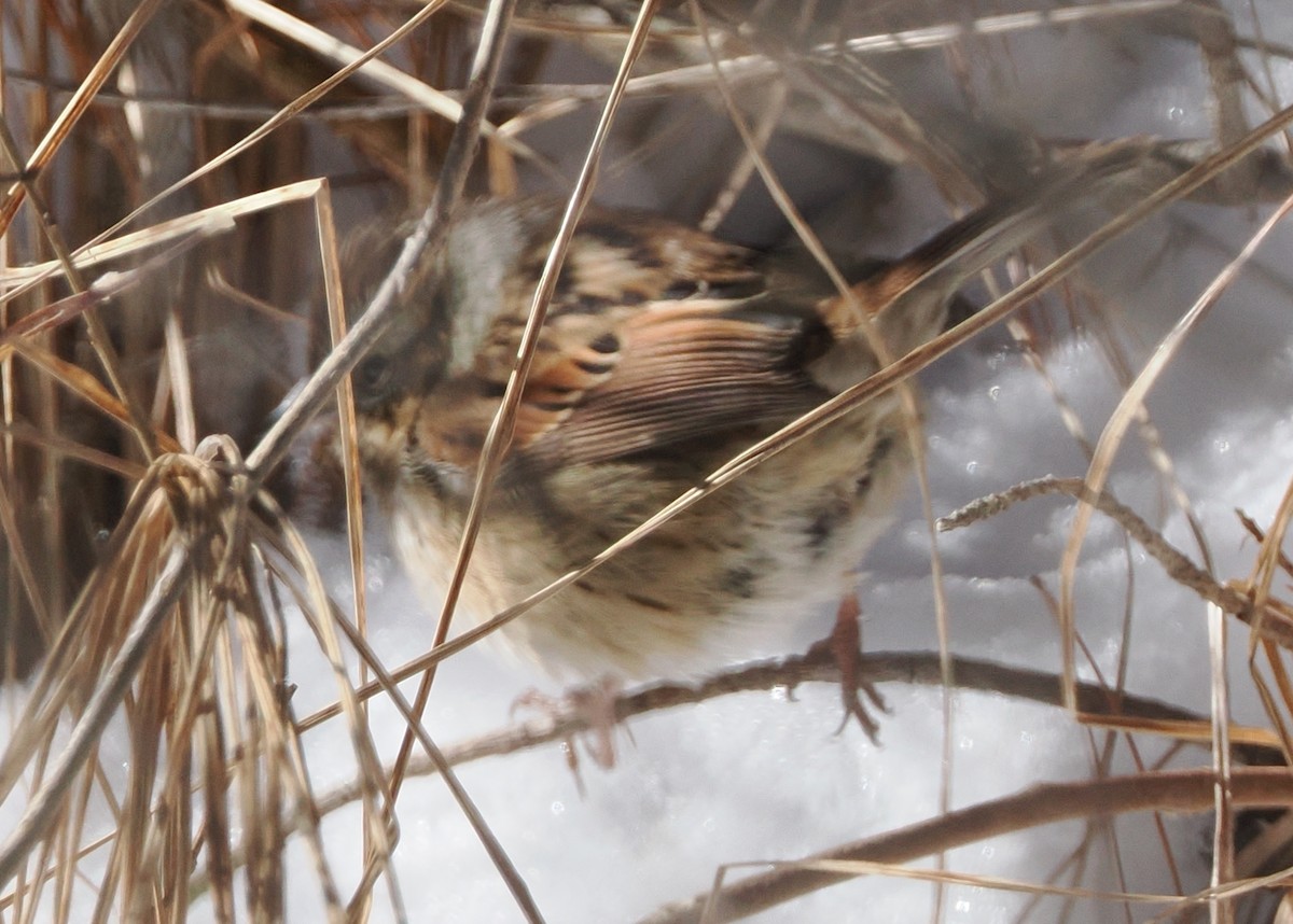 Swamp Sparrow - Nora E Hanke