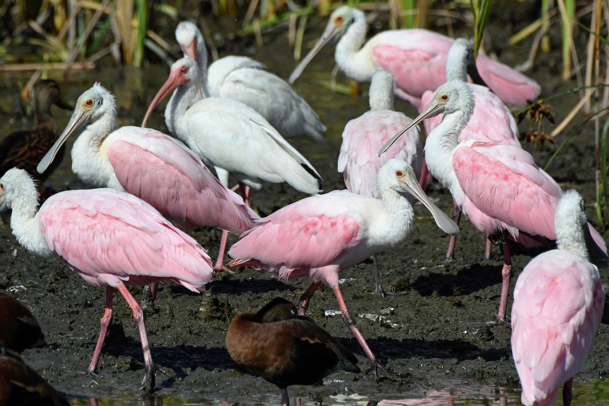 Roseate Spoonbill - ML613814587