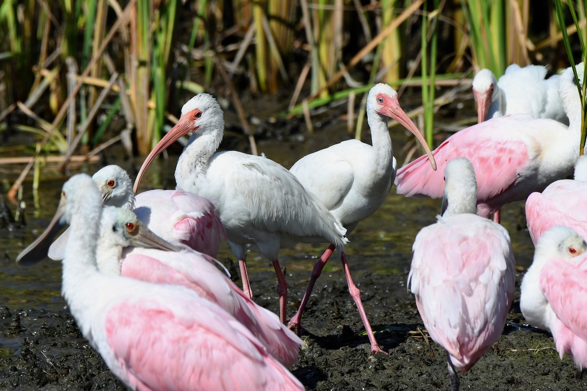 White Ibis - ML613814594