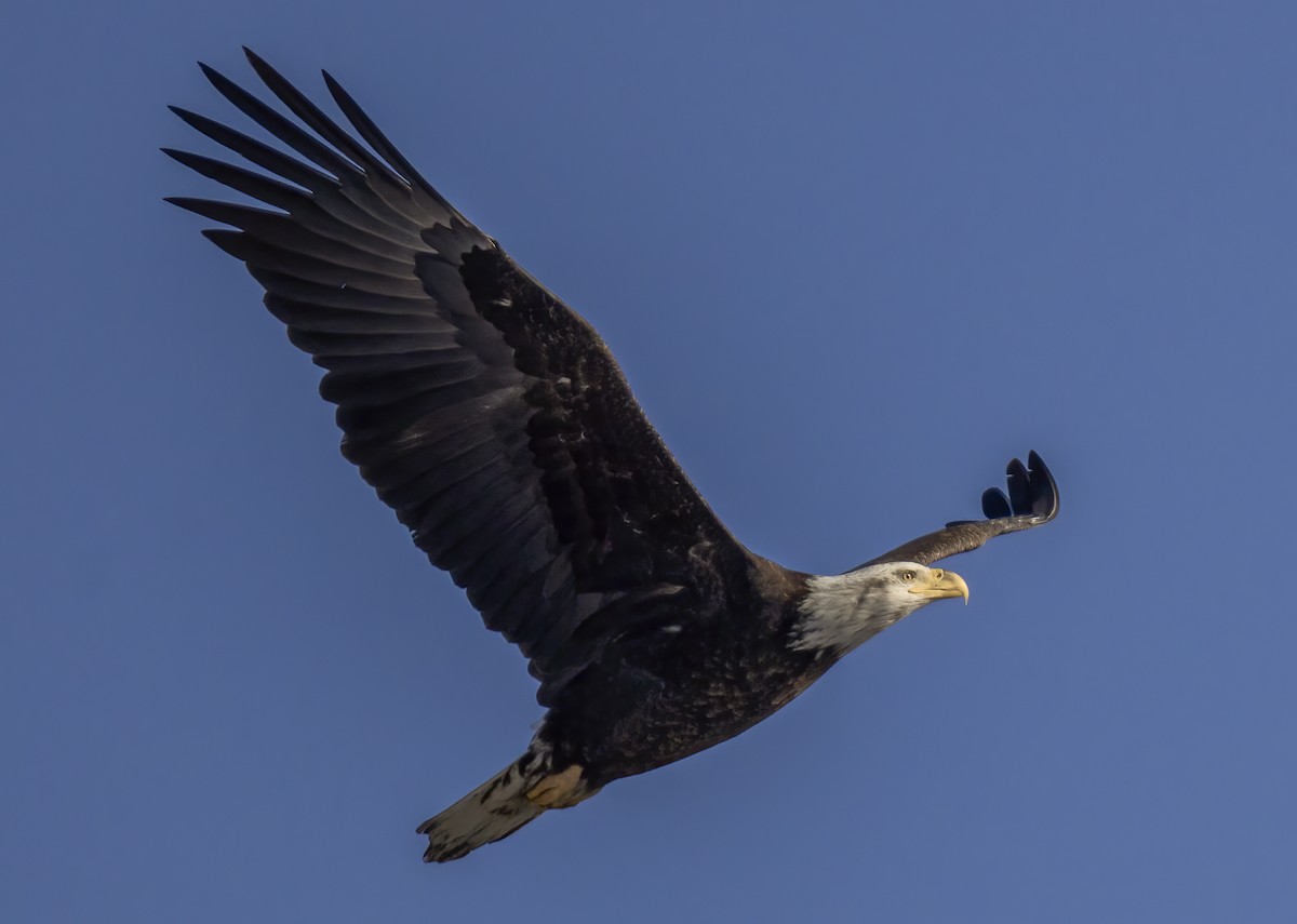 Bald Eagle - ML613814597