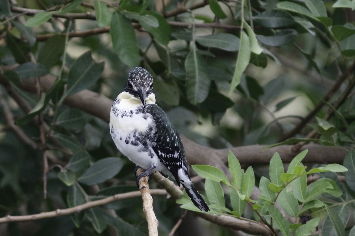 Green Kingfisher - ML613814609