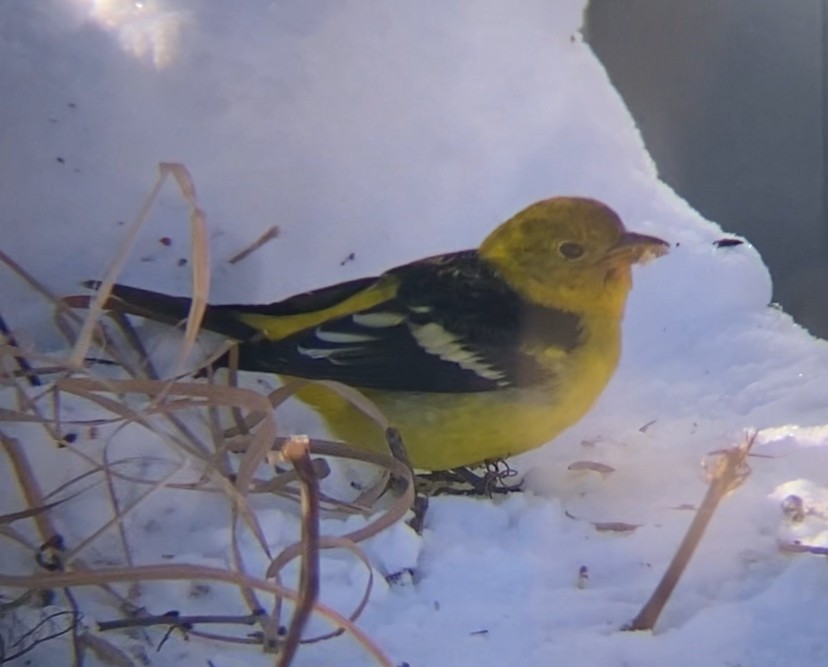 Western Tanager - ML613814691