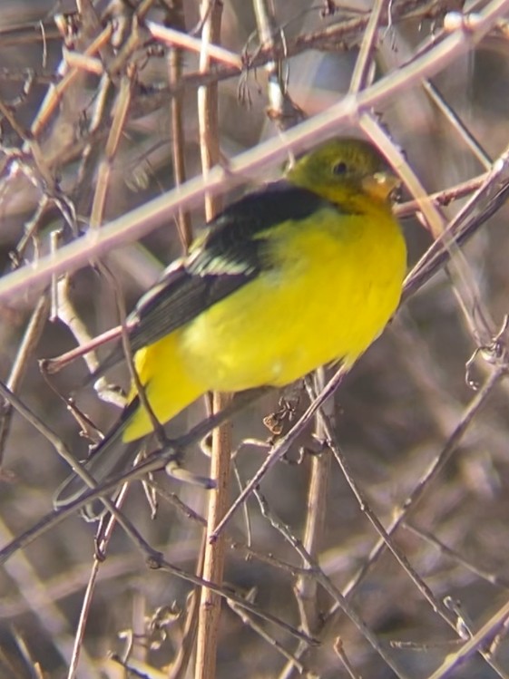 Western Tanager - ML613814693