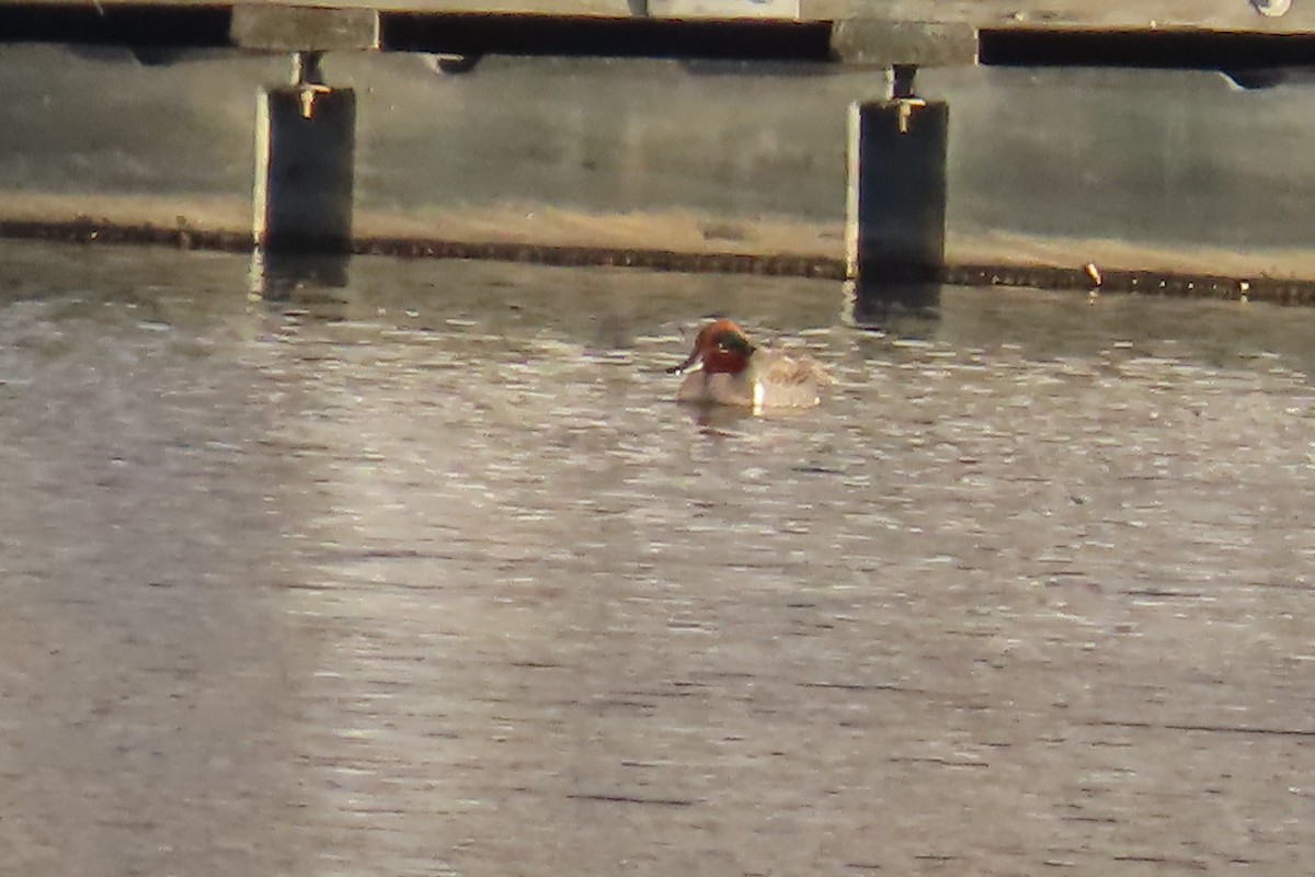 Green-winged Teal - Jon Selle