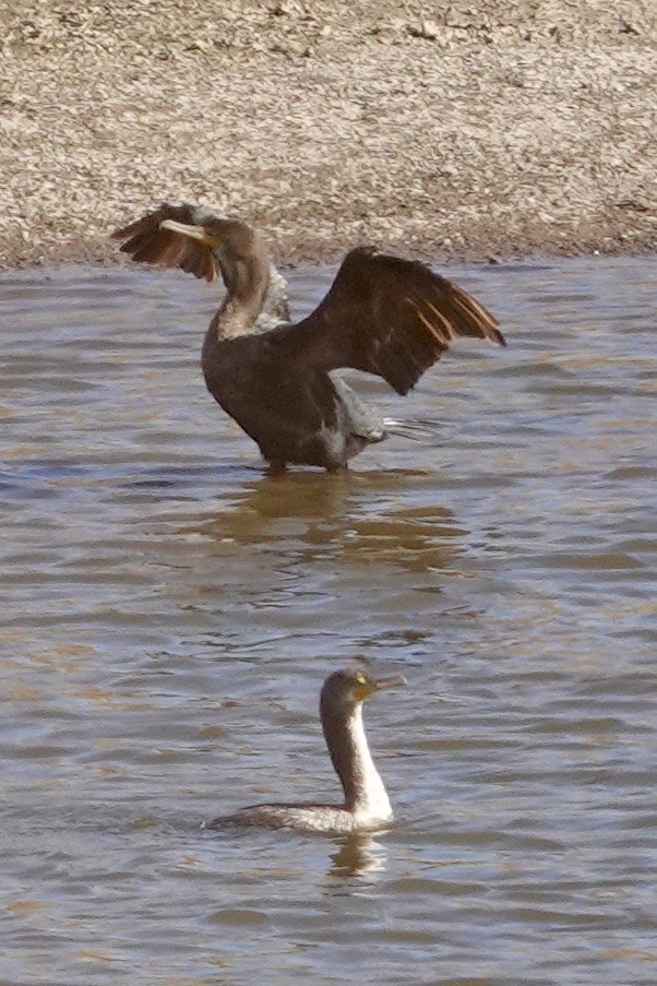 Cormoran à aigrettes - ML613814832