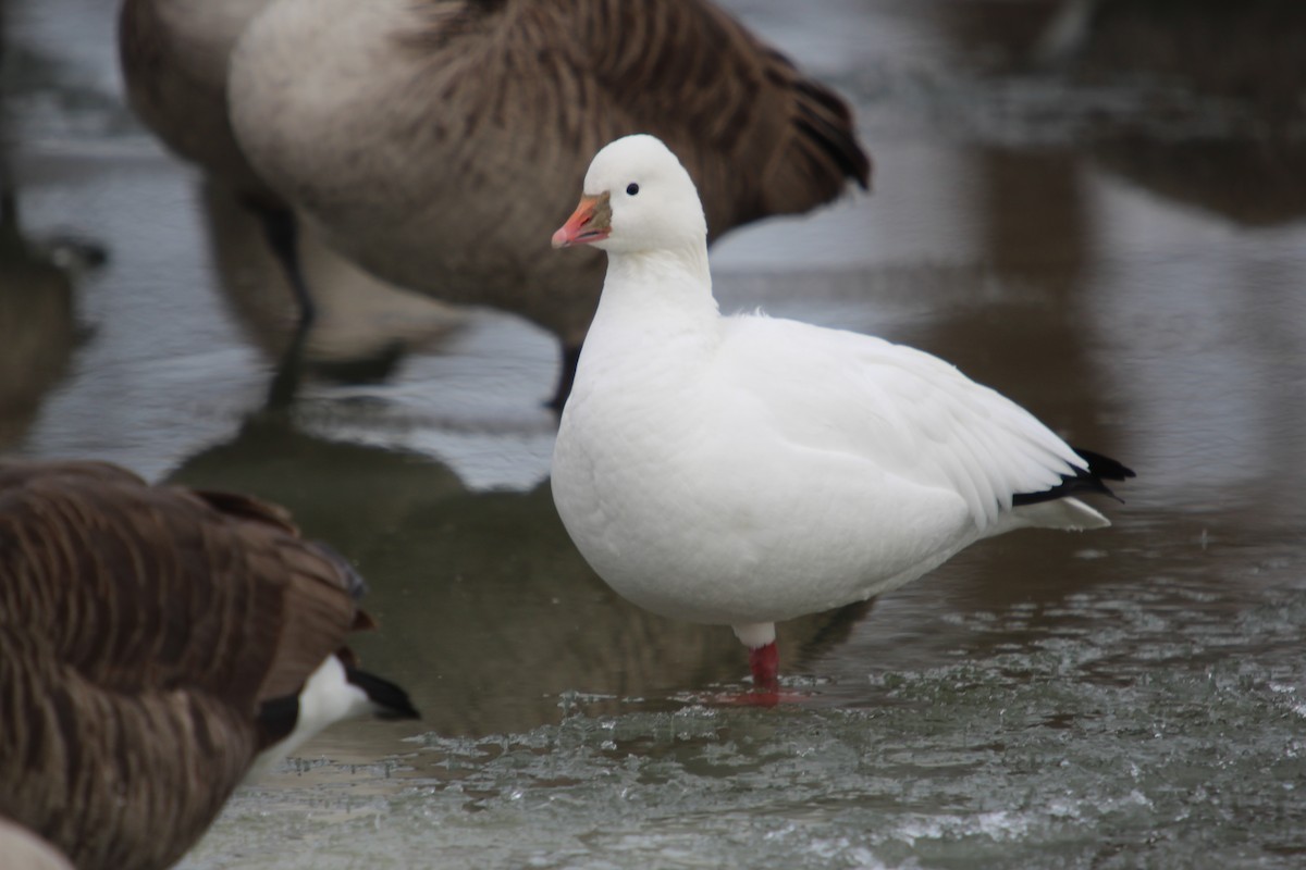 Ross's Goose - ML613814841