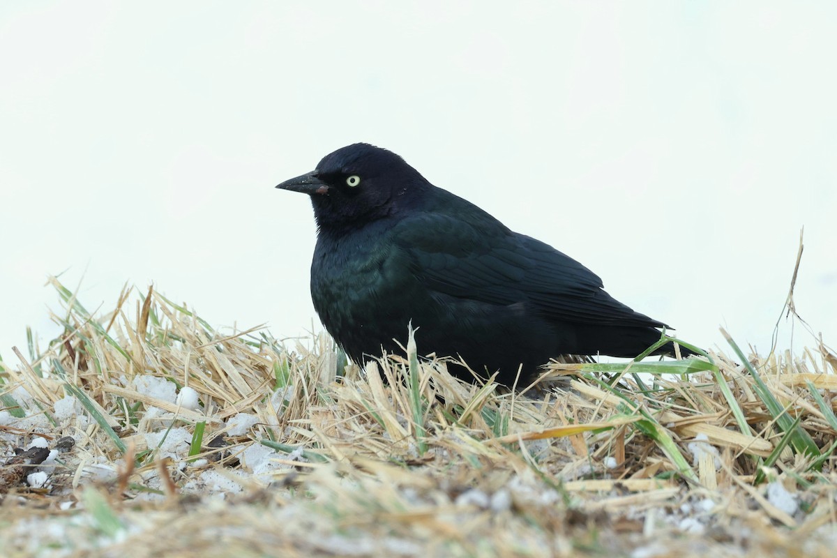 Brewer's Blackbird - ML613814854