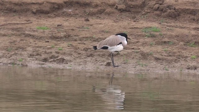 カタグロツメバゲリ - ML613814888