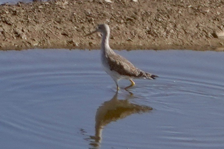 Greater Yellowlegs - ML613814976