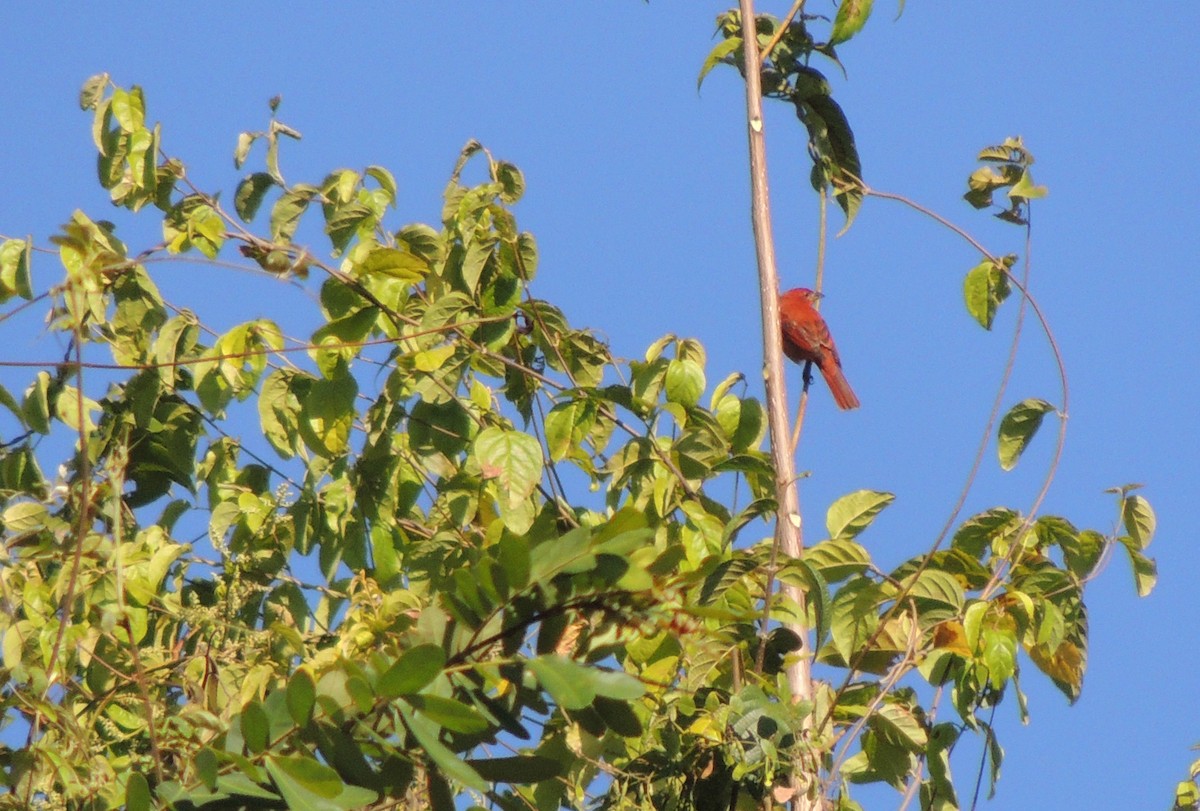 tanager sp. (Piranga sp.) - ML613814983