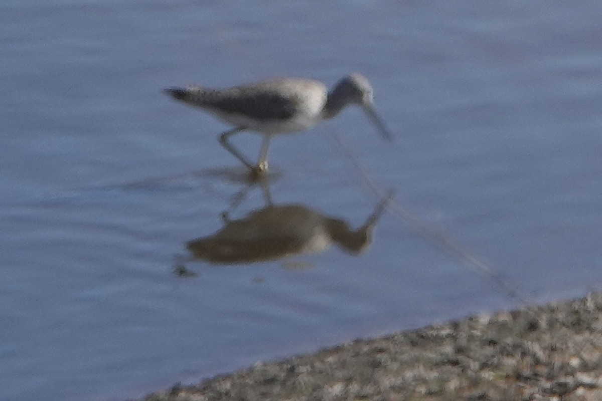 Greater Yellowlegs - judy shimm