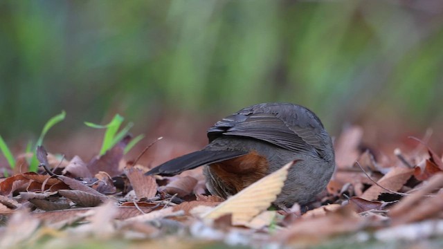 California Towhee - ML613815018