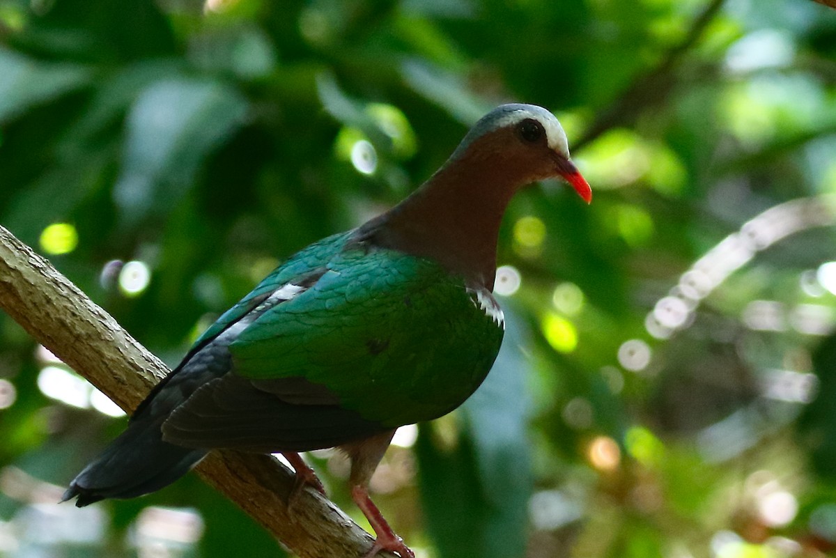 Asian Emerald Dove - ML613815039