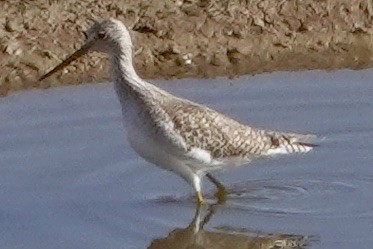 Greater Yellowlegs - judy shimm